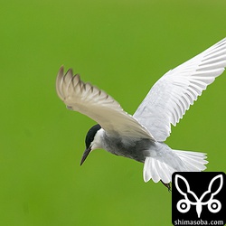 SONYボディーにCanonレンズにて撮影。