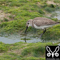 ハマシギはまだ第1回冬羽。長旅で酷使してボロボロです。