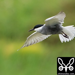 SONYセットにて撮影。