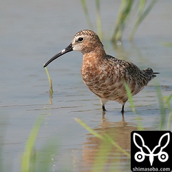 胸の辺りも赤く色づいています。