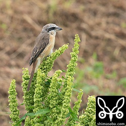 シマアカモズはまだ残っています。シロハラとツグミもわずかですがまだ残っている個体がいました。