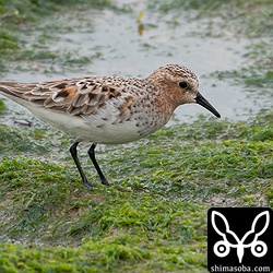 河口にはトウネン。美しい夏羽に変わりつつあります。