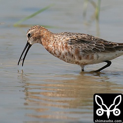 またまたゲット。さらなる北上に備えて旺盛な食欲を発揮していた。