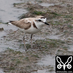 シロチドリのオス。まだまだ冬羽の個体。