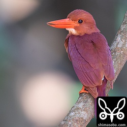 目の前に止まったアカショウビン。本土のアカショウビンよりリュウキュウアカショウビンの方が、かなり紫がかっていると思う。