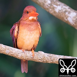 こちらは上の個体とペアになっているメス。