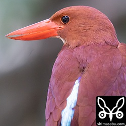 全身真っ赤の中で、背中の水色が目立ちます。