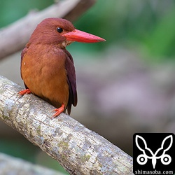 アカショウビンのオス。