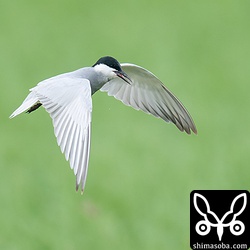 飛びながら羽がついたままのトンボを丸呑み。