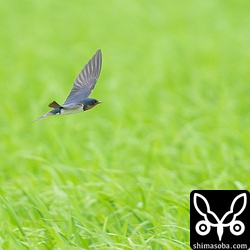 ツバメは数十羽が舞っていましたが風向きが悪く撮りにくい。