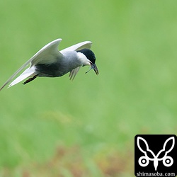稲の間に飛び込むとトンボを捕まえた。