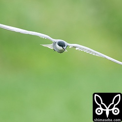 クロハラアジサシは稲の上をひらひらと飛びまわっていた。