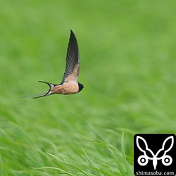 身を翻すたびに体下面の色が目立っていました。