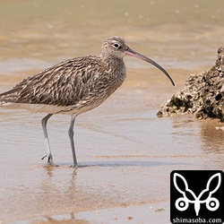 今季初確認のダイシャクシギ。
