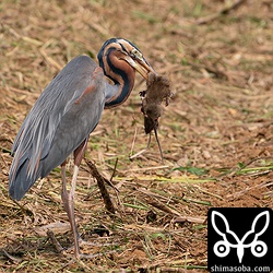 ムラサキサギ成鳥は、大きなクマネズミをゲット。