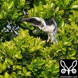食事中のカタグロトビはカラスがうっとうしそうでした。