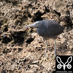 黒いクロサギ。白色型のクロサギを追いかけ回していた。