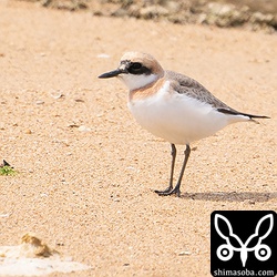 夏羽に変わりつつあるオオメダイチドリ。八重山や沖縄にはオオメダイチドリに似たメダイチドリの亜種・通称チュウメダイチドリもやって来るようです。
