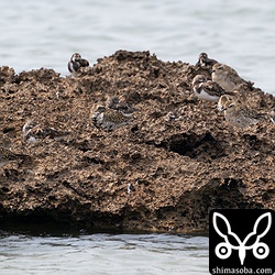 満潮に追いやられたムナグロとキョウジョシギが岩礁の上で休んでいた。