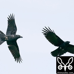 縄張りから他のカラスを追い出していた。子育ての準備に入っているのでしょう。