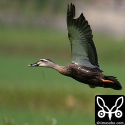 初列風切が欠けるカルガモ。アクシデントにでも遭ったのでしょうか。