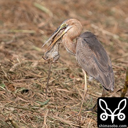 昨年生まれの若い個体もクマネズミを捕まえていました。