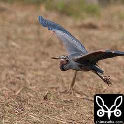 キビ畑にやってきたムラサキサギ。