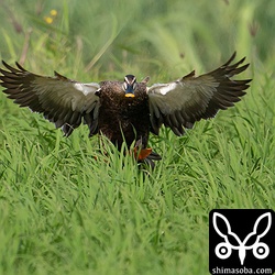 田んぼに降り立つカルガモ。この後、シマアジのオスも降ってきました。