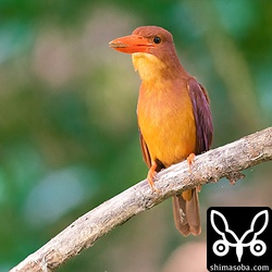 さえずるアカショウビンのオス。