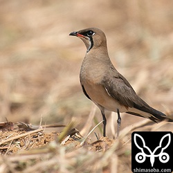 ロクヨンなので止まりものの描写は最高。