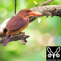 目の前の枝に止まったアカショウビン。