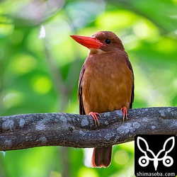 こちらもオスと思われるアカショウビン。