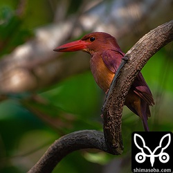 モダマのツルに止まるアカショウビン。沖縄らしい風景です。