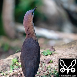 ミゾゴイの後ろ姿。冠羽が背中まで達するズグロミゾゴイと比べるとミゾゴイの冠羽はほとんど目立ちません。