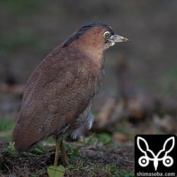 ズグロミゾゴイの後ろ姿。