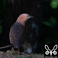 こちらはミゾゴイの後ろ姿。