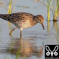 ウズラシギ夏羽。小さなミミズのような獲物を捕まえた。
