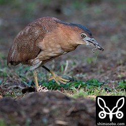 こちらはズグロミゾゴイ。大きな黒い冠羽が目立ちます。