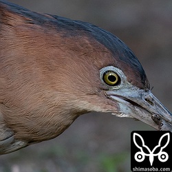 ヒメアマガエルを捕まえたズグロミゾゴイ。