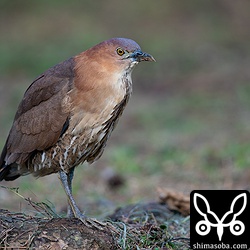 600mmの画角いっぱいまで近寄ってきたミゾゴイ。