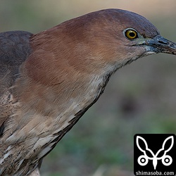 ミゾゴイのドアップ。いい鳥です。
