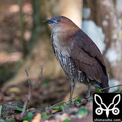 近すぎてズームで引いてとったミゾゴイ。