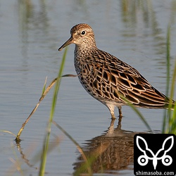 ウズラシギは4羽の群れが新たに入りました。