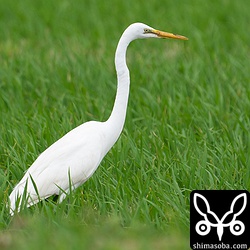 チュウダイサギはまだまだ冬羽。