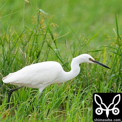 冠羽が伸びかけのコサギ。婚姻色は出ていません。