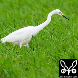 チュウサギは見事な飾り羽が出ていますが、目の色がまだまだ婚姻色ではありません。