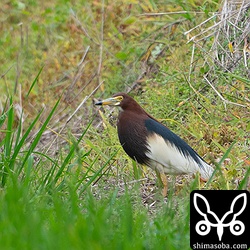 夏羽のアカガシラサギ。婚姻色は出ていない。今季はアカガシラサギが多く観察されています。