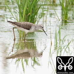 コアオアシシギ第1回夏羽。