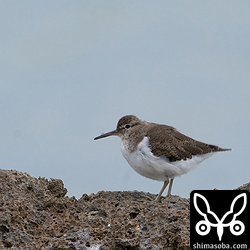 イソシギの第1回夏羽へ移行中。