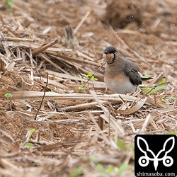 ツバメチドリ夏羽。土砂降りの雨に襲われた後は、体をブルっと振るわせて水分を飛ばしていました。
